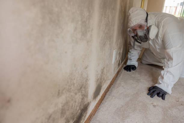 Why You Should Choose Our Mold Remediation Services in Hill N Dale, FL